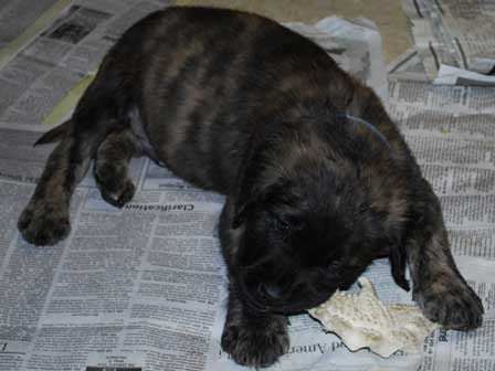 7 weeks