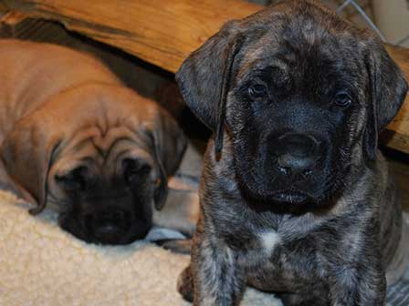7 weeks