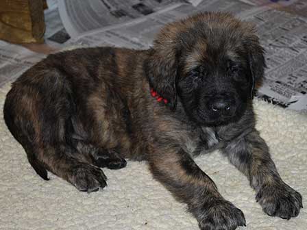 7 weeks