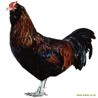 Appenzeller Spitzhauben