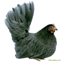 Japanese Bantam