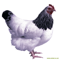 Sussex Bantam