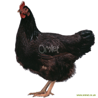 Rhode Island Red