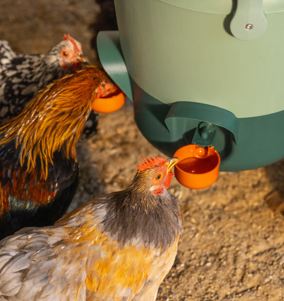 chickens sharing the waterer ports