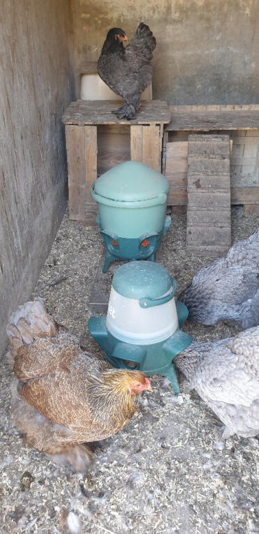 Anti-waste troughs and feeders
