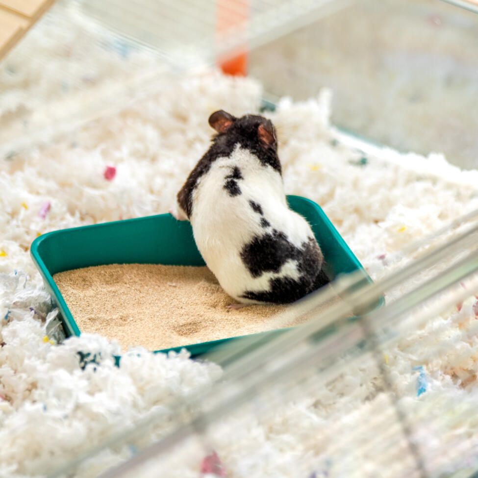 hamster in a sand bath inside the large Omlet hamster cage