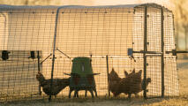 chicken coop run at dawn with the omlet automatic chicken feeder