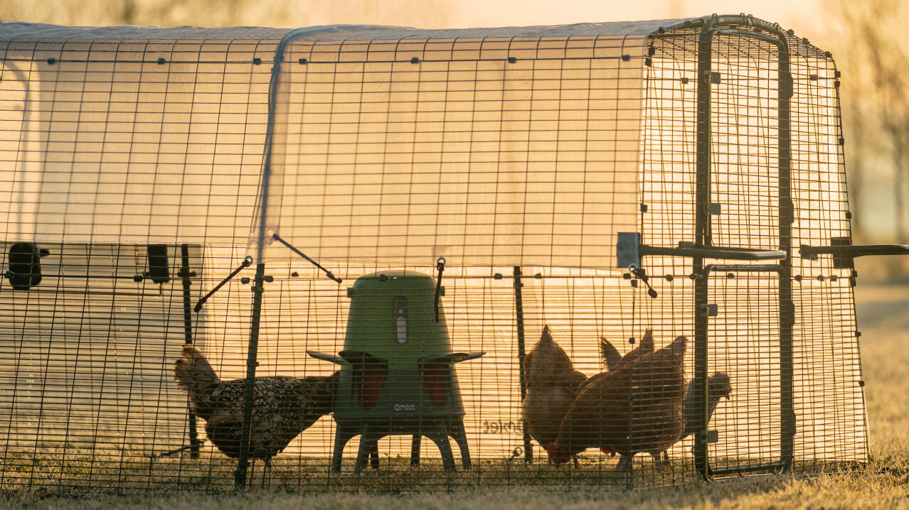 chicken coop run at dawn with the omlet automatic chicken feeder