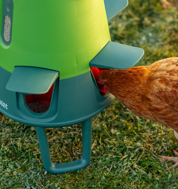 detail of chicken feeding from the omlet smart automatic chicken feeder