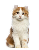 American Curl (Longhair)