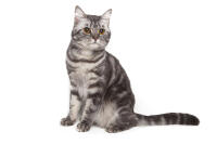 American Shorthair