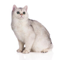British Shorthair - Tipped