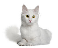 Turkish Angora