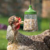 Omlet chicken peck toys for poultry coops and runs