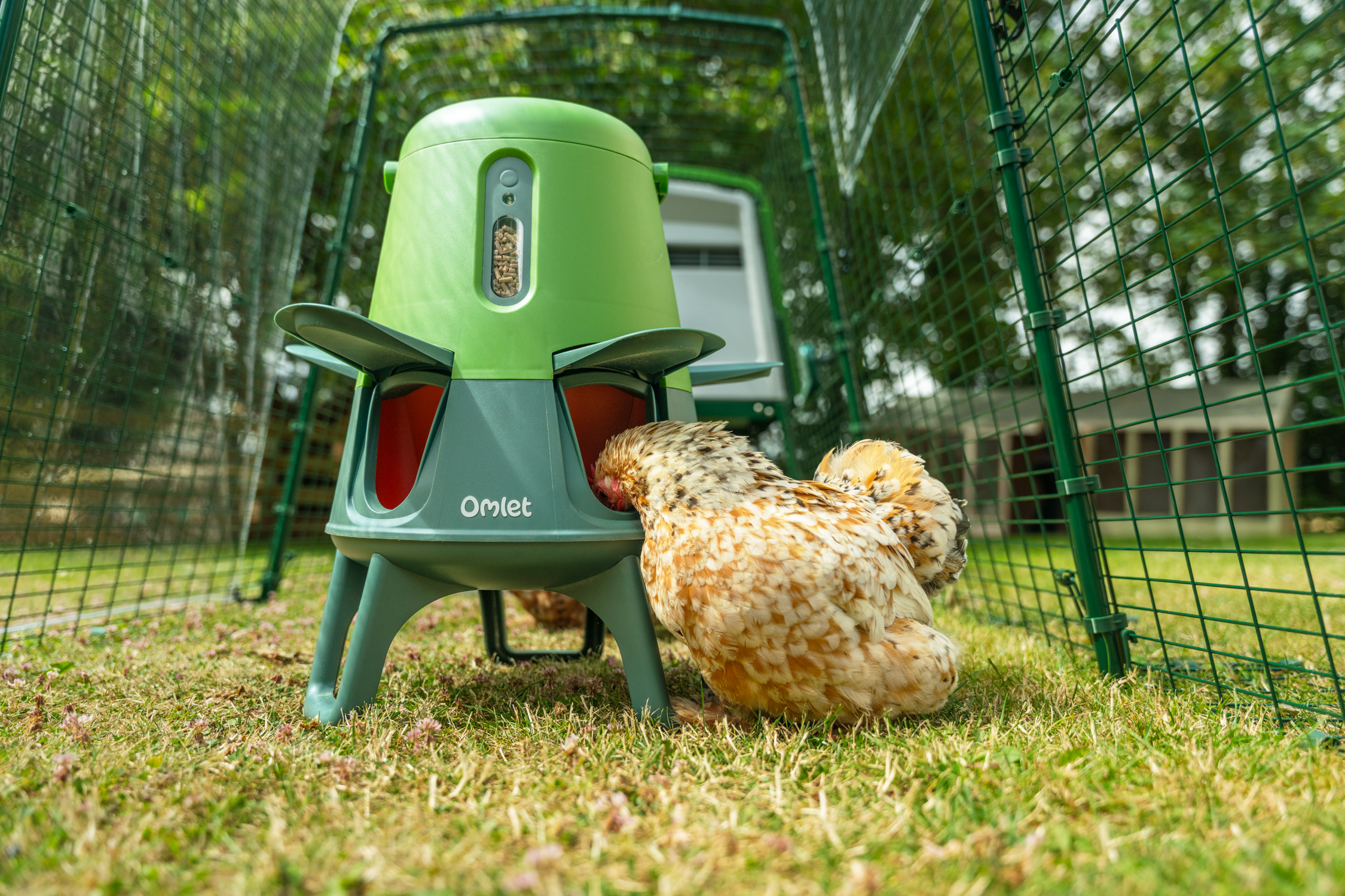 chicken in eglu cube run eating from eglu green smart no waste chicken feeder