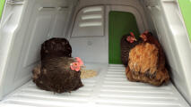 chickens inside the spacious eglu go up chicken coop