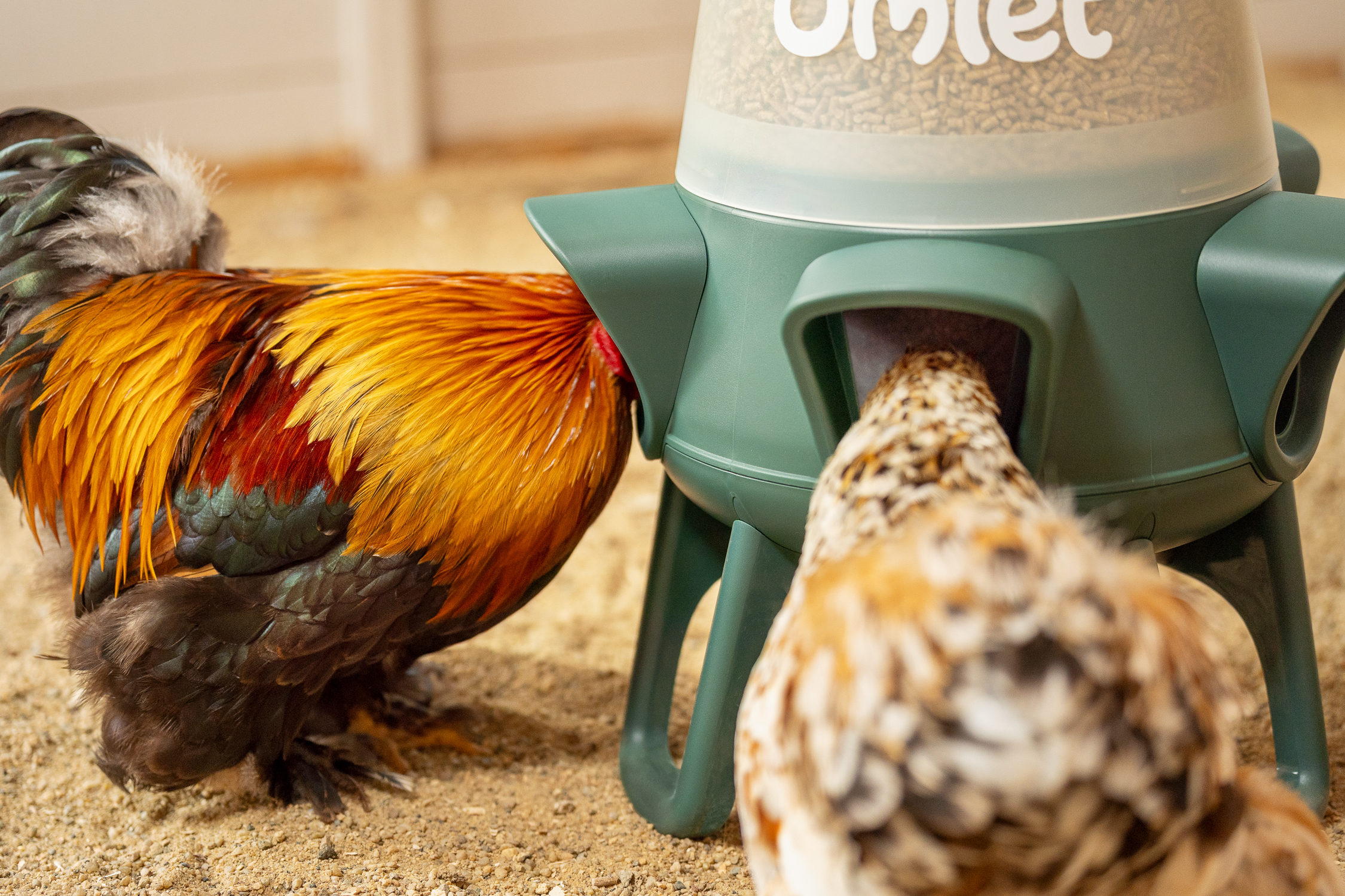 chickens eating from no waste chicken feeder in wooden chicken coop