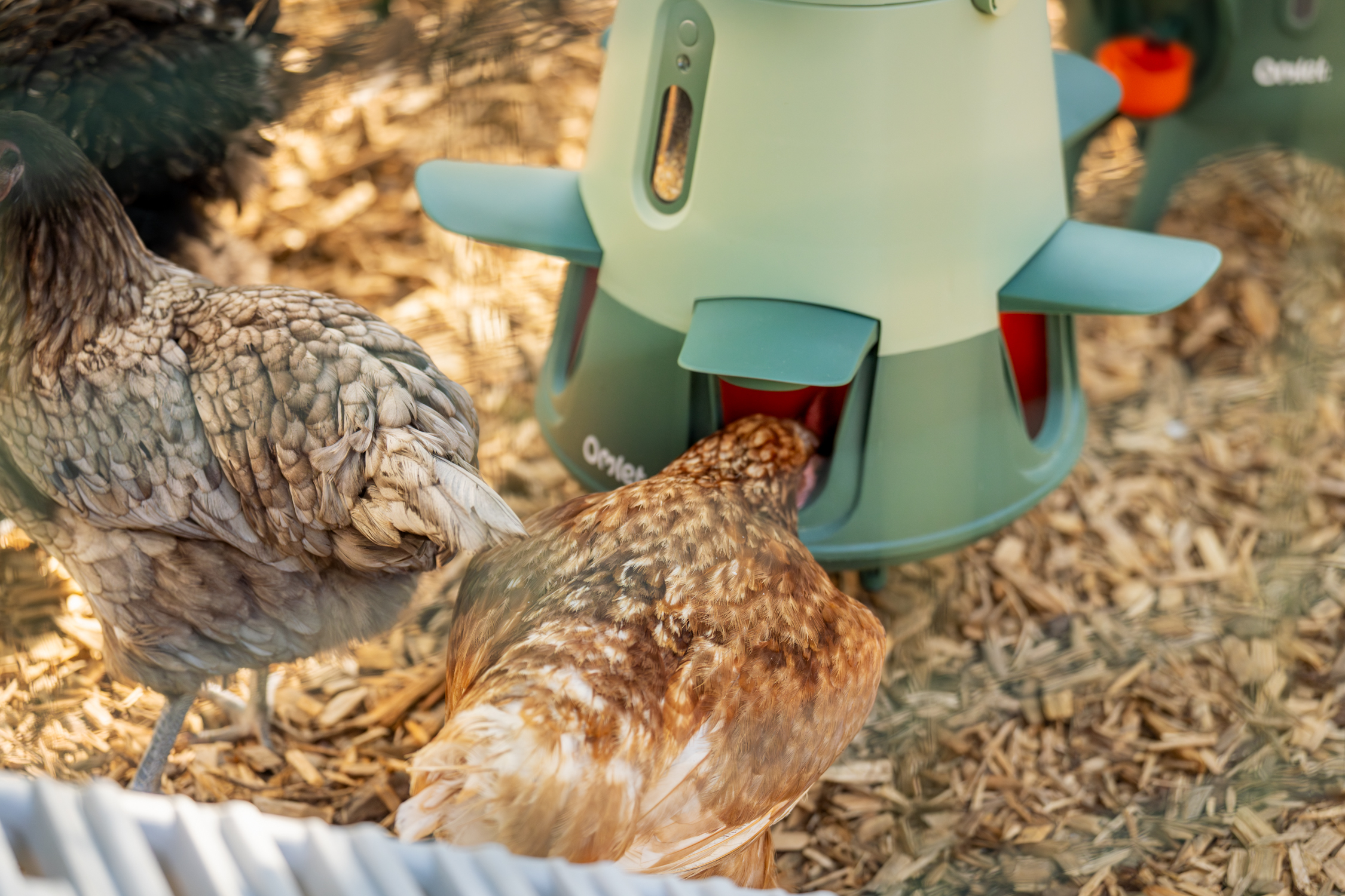 chickens eating from sage green smart no waste chicken feeder