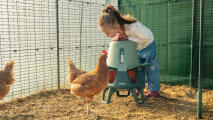 little girl watching a hen from behind the omlet automatic chicken feeder