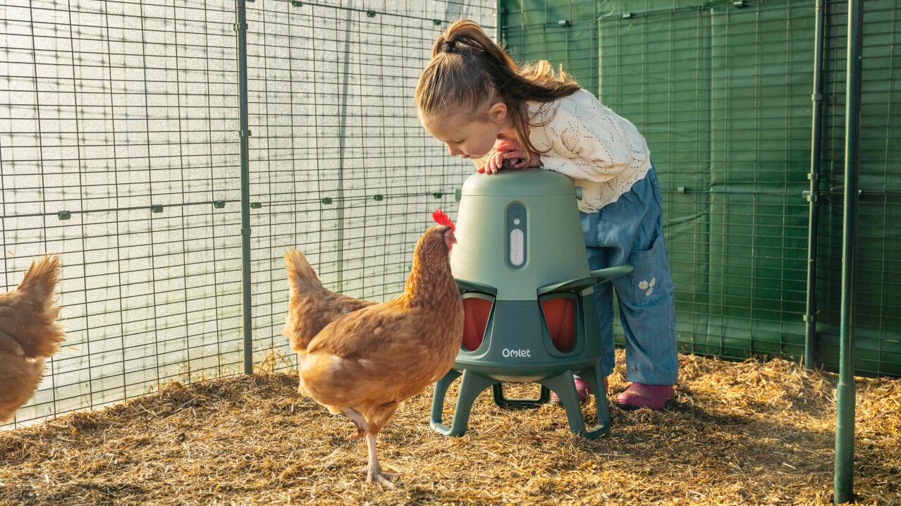little girl watching a hen from behind the omlet automatic chicken feeder