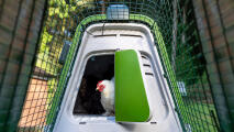 white chicken coming out of an eglu go up chicken coop with automatic coop door