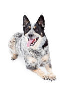 Australian Cattle Dog