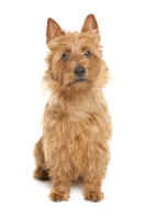Australian Terrier