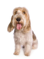 Basset Griffon Vendeen (Petit)