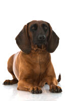 Bavarian Mountain Hound