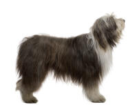 Bearded Collie
