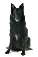 Belgian Shepherd Dog (Groenendael)