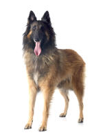 Belgian Shepherd Dog (Tervuren)