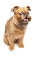 Brussels Griffon