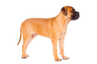 Bullmastiff