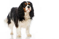 Cavalier King Charles Spaniel