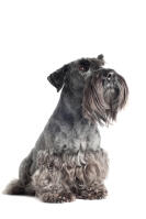 Cesky Terrier