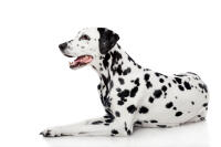 Dalmatian