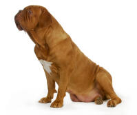 Dogue de Bordeaux