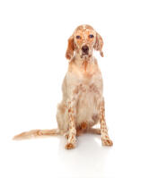 English Setter