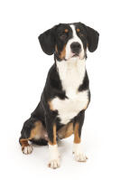 Entlebucher Mountain Dog