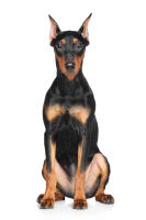 German Pinscher