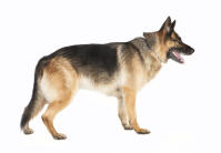 German Shepherd Dog