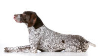 German Short Haired Pointer