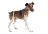 Fox Terrier (Smooth)