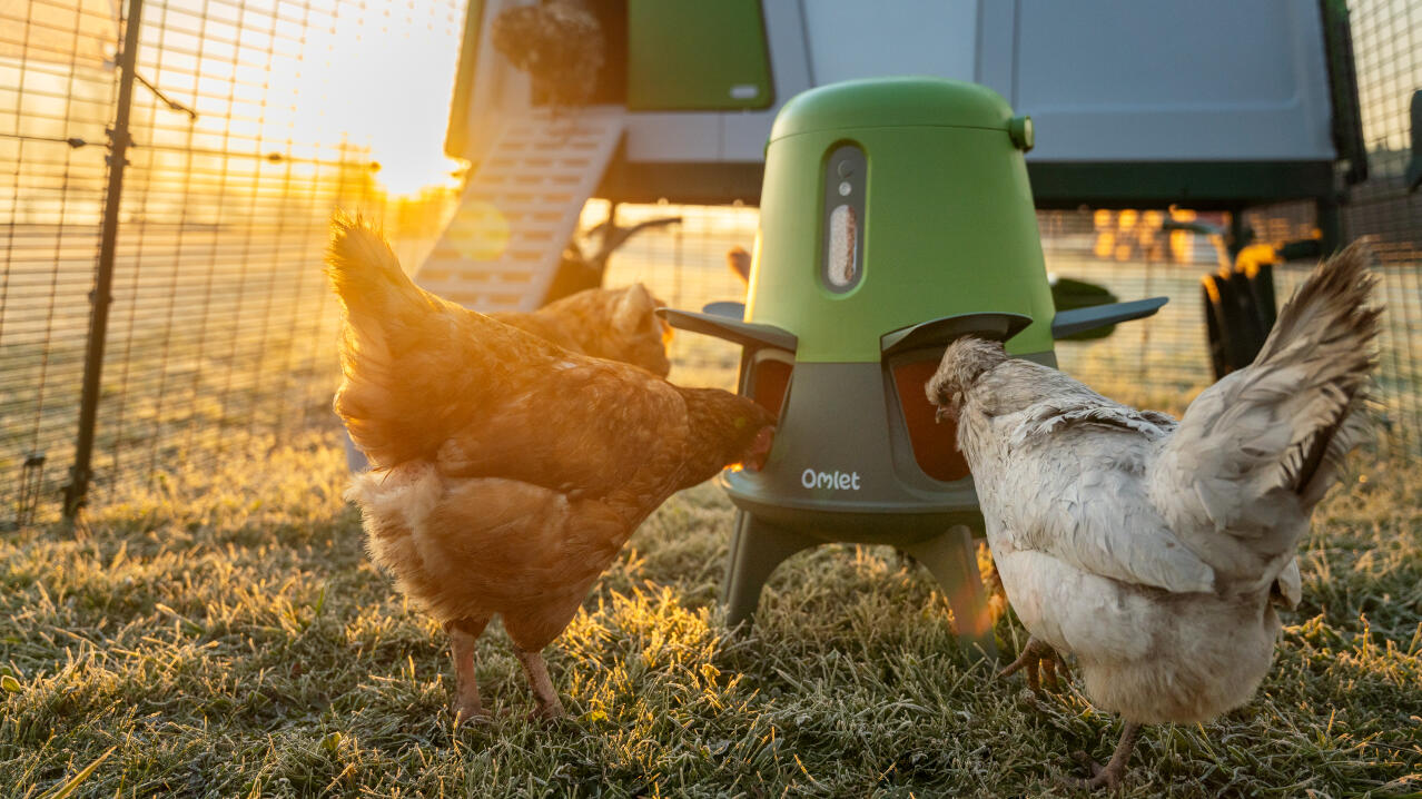 sunset with chickens feeding from the omlet automatic chicken feeder
