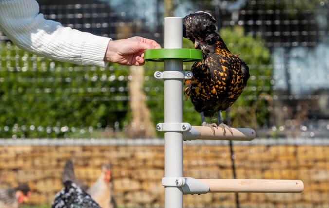 Provide your hens with comfort, entertainment and treats - all in one perching station! woman adding chicken treats to the Free standing treat holder accessory for the roosting ladder