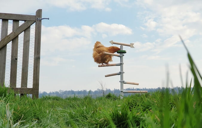 Change it over and over again - chickens will never tire of the Free Standing Chicken Perch. Hen eating treats from the chicken treat holder in the free standing Universal Chicken Perch