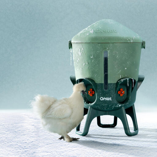 chicken drinking from the insulated chicken waterer in the cold