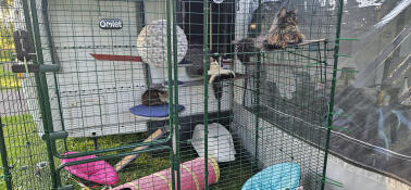 Holidays with our four-legged friends