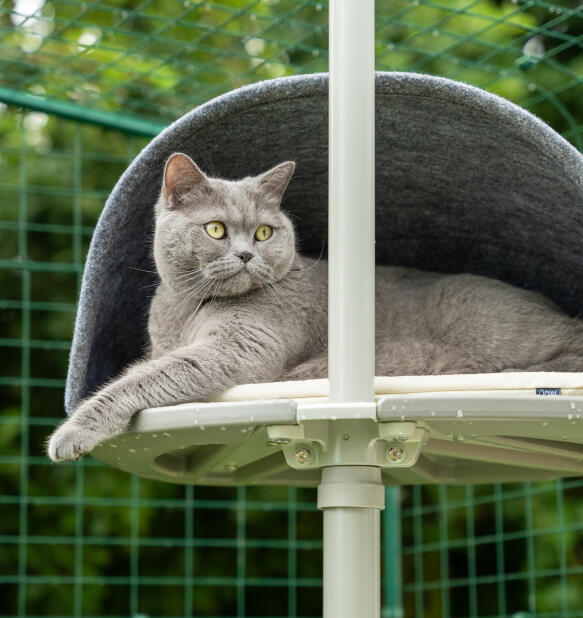 grey cat resting in an outdoor freestyle den